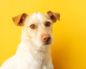 Portrait of a podenco breed dog on a yellow background. Happy dog	