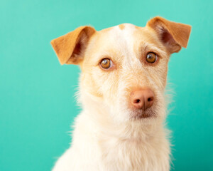 Portrait of a podenco breed dog on a blue background. dog looking sideways	