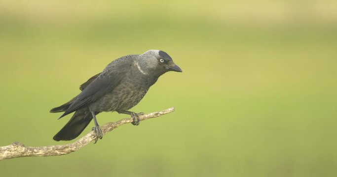 Eurasian Jackdaw (Corvus Monedula) With Blue Eyes Close-Up