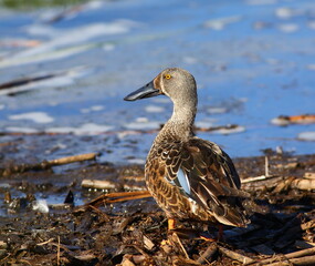 Obraz premium A close-up shot of a beautiful Australasian shoveler (Anas rhynchotis) sitting near water in the Tomahawk Lagoon, Dunedin, New Zealand.