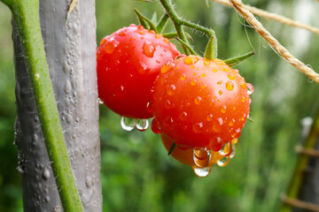Primo piano di una pianta di pomodorini nell'orto del giardino, natura e giardinaggio