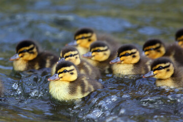 A group of cute Mallard (Anas platyrhynchos) ducklings in the Water of Leith, Dunedin, New Zealand,...