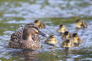 A female mallard duck (Anas platyrhynchos) with a group of cute ducklings swimming in the river, in...