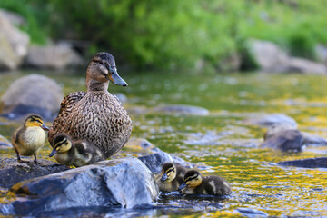 Fototapeta premium A female mallard duck (Anas platyrhynchos) with a group of cute ducklings swimming in the river, in the Water of Leith, Dunedin, New Zealand