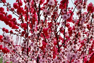 Beautiful peach flowers on branches