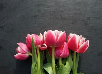 Tulpen