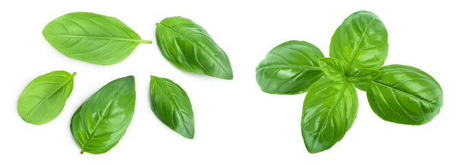 Fresh basil leaf isolated on white background with full depth of field. Top view. Flat lay