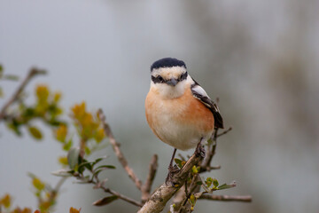bird looking around  in woodland, Masked Shrike, Lanius nubicus