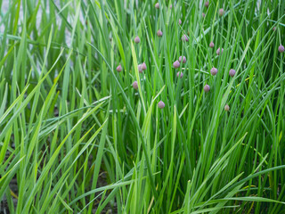 Fototapeta na wymiar Chives or Allium schoenoprasum. Green leaves in kitchen garden. Growing edible plants as organic food.