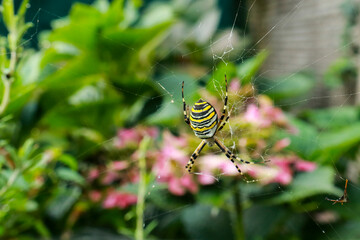 Primo piano di un ragno vespa che tesse la sua ragnatela in giardino, natura e animali