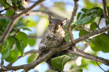 Beautiful wild gray squirrel eating nuts on a tree in summer town park