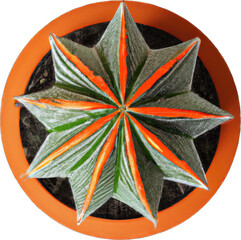 Cacti with striped small in a orange concrete pot
