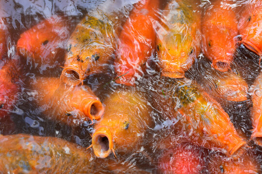 Hungry goldfish