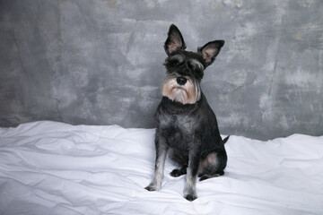 Portrait of serious black miniature schnauzer dog pet sitting on white bed linen, looking at camera...