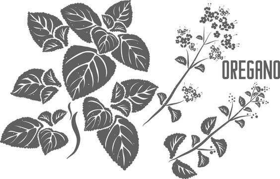 Oregano leafs vector silhouette. Origani herba medicinal herbal outline. Origanum leaves plant silhouette illustration for pharmaceuticals and cooking. A set of Oregano plant outlines.