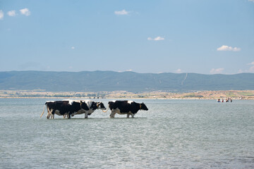 cows on the beach