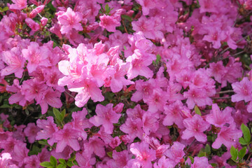 Flowers of the plant Rhododendron on a sunny day. High quality photo