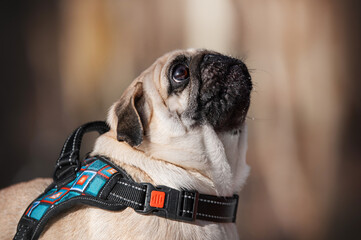 portrait of a pug