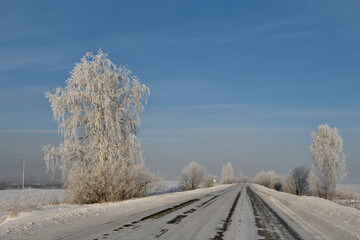 Obraz na płótnie Canvas Russia. South of Western Siberia, Kuzbass. Winter trees covered with frosty white frost along the road to the village of Aspen Pleso.