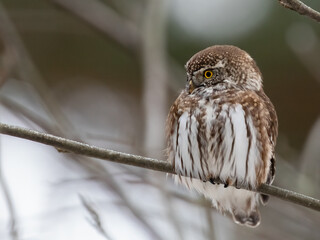 Eurasian Pygmy Owl