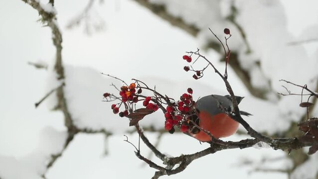 Eurasian bullfinch male eating berries under a heavy snowfall in an oak forest in January