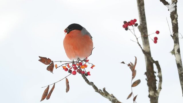 Eurasian bullfinch male eating berries on a cold January morning in an oak forest with heavy snowfall