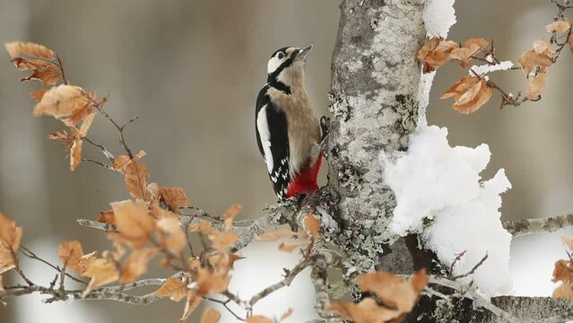Great spotted woodpecker under a snowfall searching for food in an oak forest in January