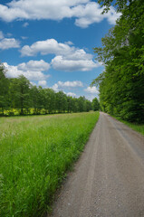 Waldweg im Sommer bewölkter HImmel