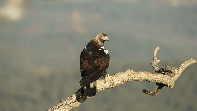 Adult female Spanish Imperial Eagle in a Mediterranean forest at the first light of a cold February day