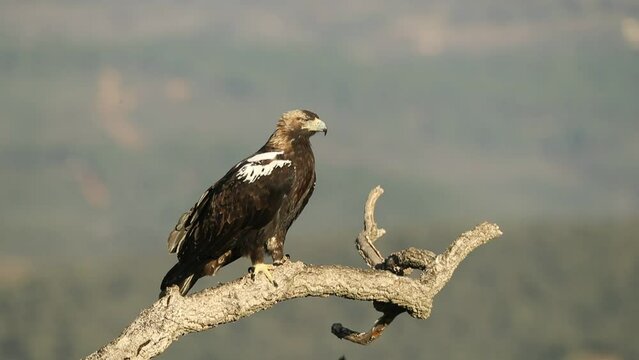 Adult female Spanish Imperial Eagle in a Mediterranean forest at the first light of a cold February day