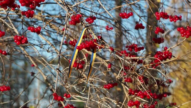 Viburnum opulus red berries and flag of Ukraine. Ukrainian patriotic folk song Oy U Luzi Chervona Kalyna