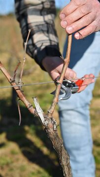 Winegrower pruning the vineyard with professional steel scissors. Traditional agriculture. Winter pruning, Guyot method. Footage.