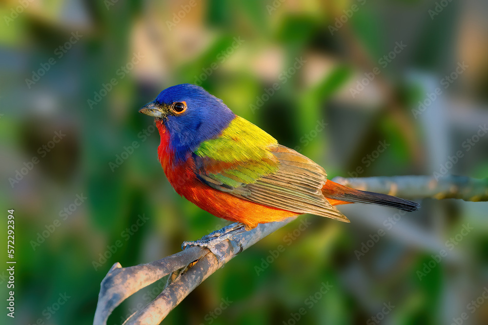 Wall mural Painted Bunting perched on a branch 