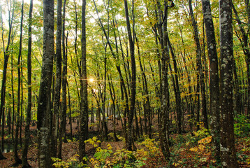 Fototapeta na wymiar Japanese scenery - forest in autumn