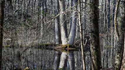 Reflections in a swamp.