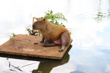 Capybara sitting