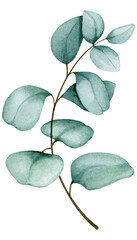 Eucalyptus branch. Watercolor element. Botanical illustration for the design of invitations, cards, congratulations, logos, labels, stationery. Wedding, anniversary, birthday design.  © Alyona Pugachova