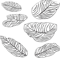 2D graphics of leaf images in outline style. Tropical tree leaves outlined in black and white. Natural and fresh. Has attractive fronds and leaf veins