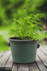 Outside view of traditional little green plant in a pot - generative ai