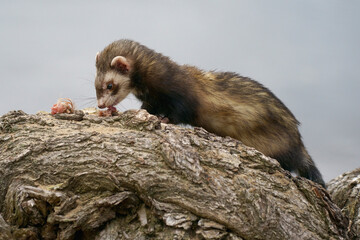 An European Polecat on top of a tree trunk
