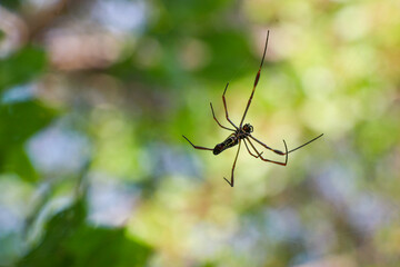 spider on a web