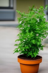 Fototapeta na wymiar Outside view of traditional little green plant in a pot - generative ai
