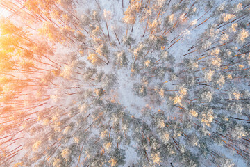 Pine trees with view from above covered with frost in winter. Morning sunset