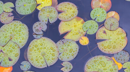 Lily Pads in a Garden Pond during a Spring Rain Water Lilies Green, Yellow , Coloring Leaves Lilly Leaf Floating Aquatic Nature Landscape Background