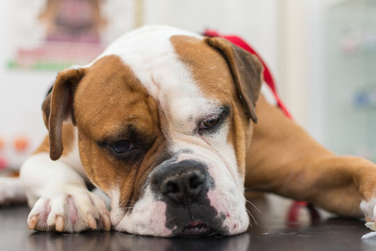 Dog with corneal ulcer. English Bulldog breed