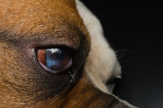 Dog with corneal ulcer. English Bulldog breed