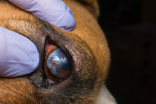 Dog with corneal ulcer. English Bulldog breed