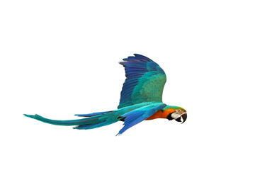 Colorful Blue and gold macaw parrot flying isolated on transparent background png file