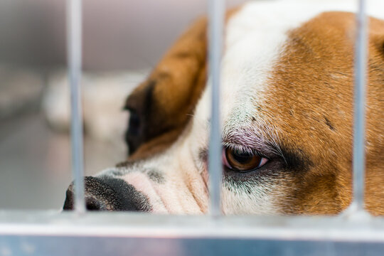 Dog with corneal ulcer. English Bulldog breed