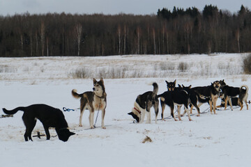 Fototapeta na wymiar Alaskan Husky Kennel is strong and hardy mix breed dog. Team of mestizo sports dogs sits on chain in winter before running training in harness.